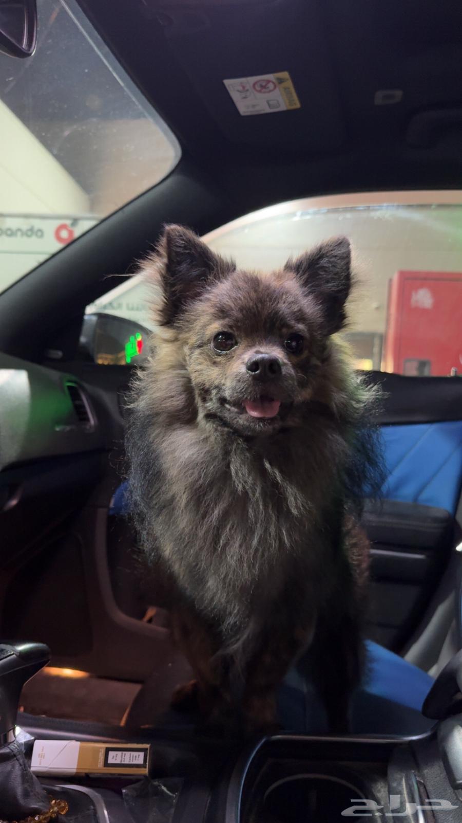 Unique Pomeranian630070448396811110