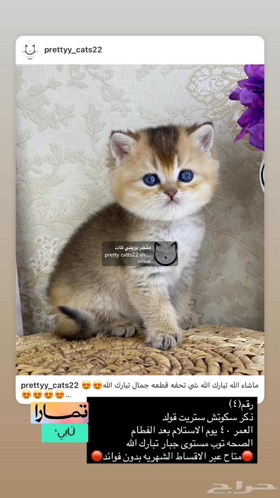 Scottish Street British Cats Cat Kitten Scottish Gold63019360863875111