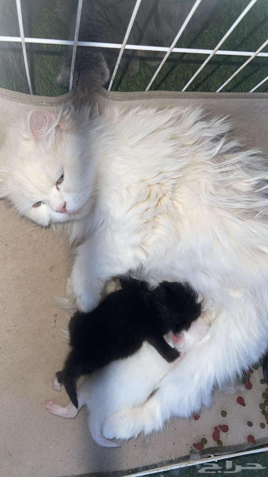 Cat for sale63019330586625111