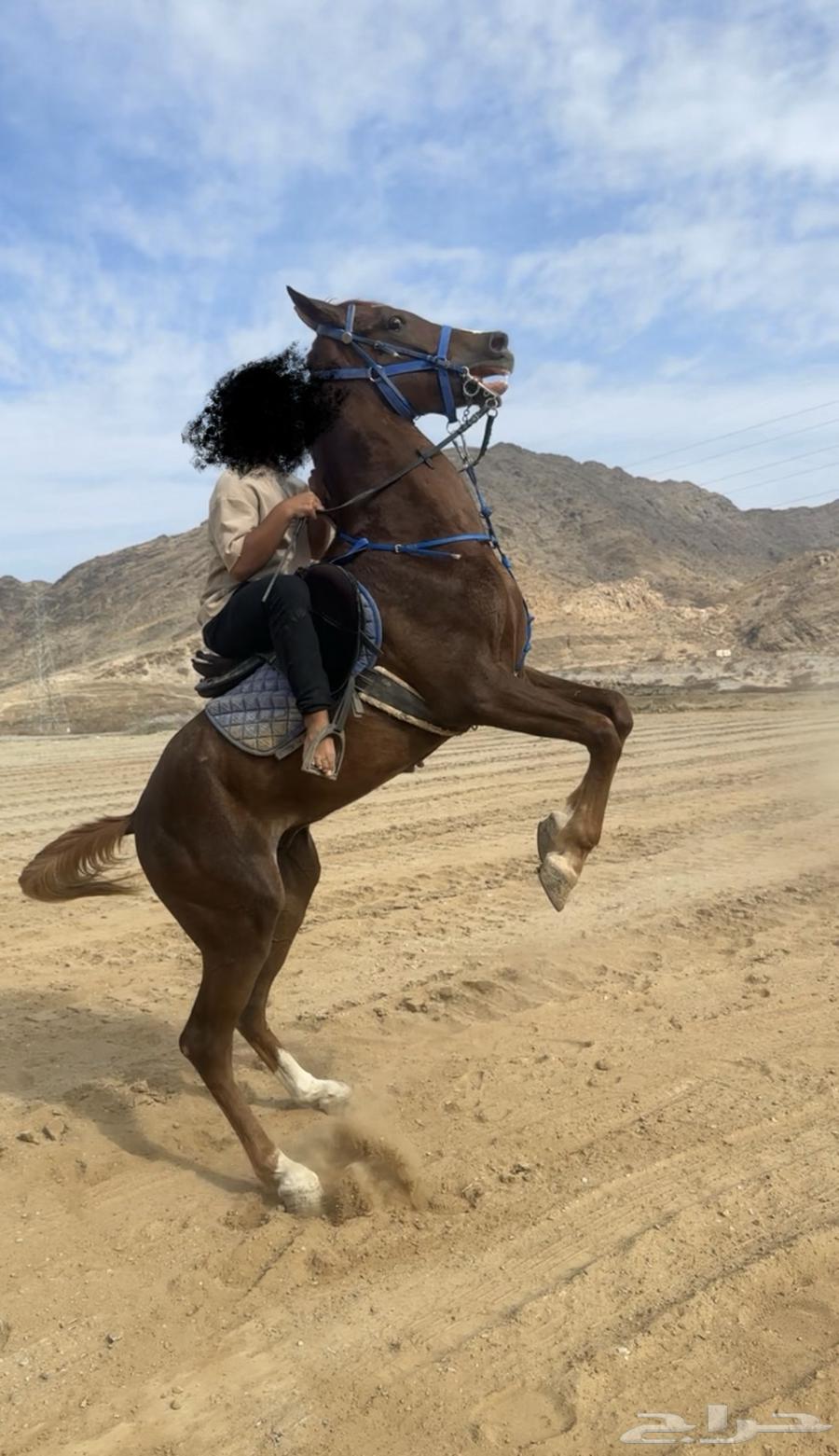 Folk horse630188473299221127