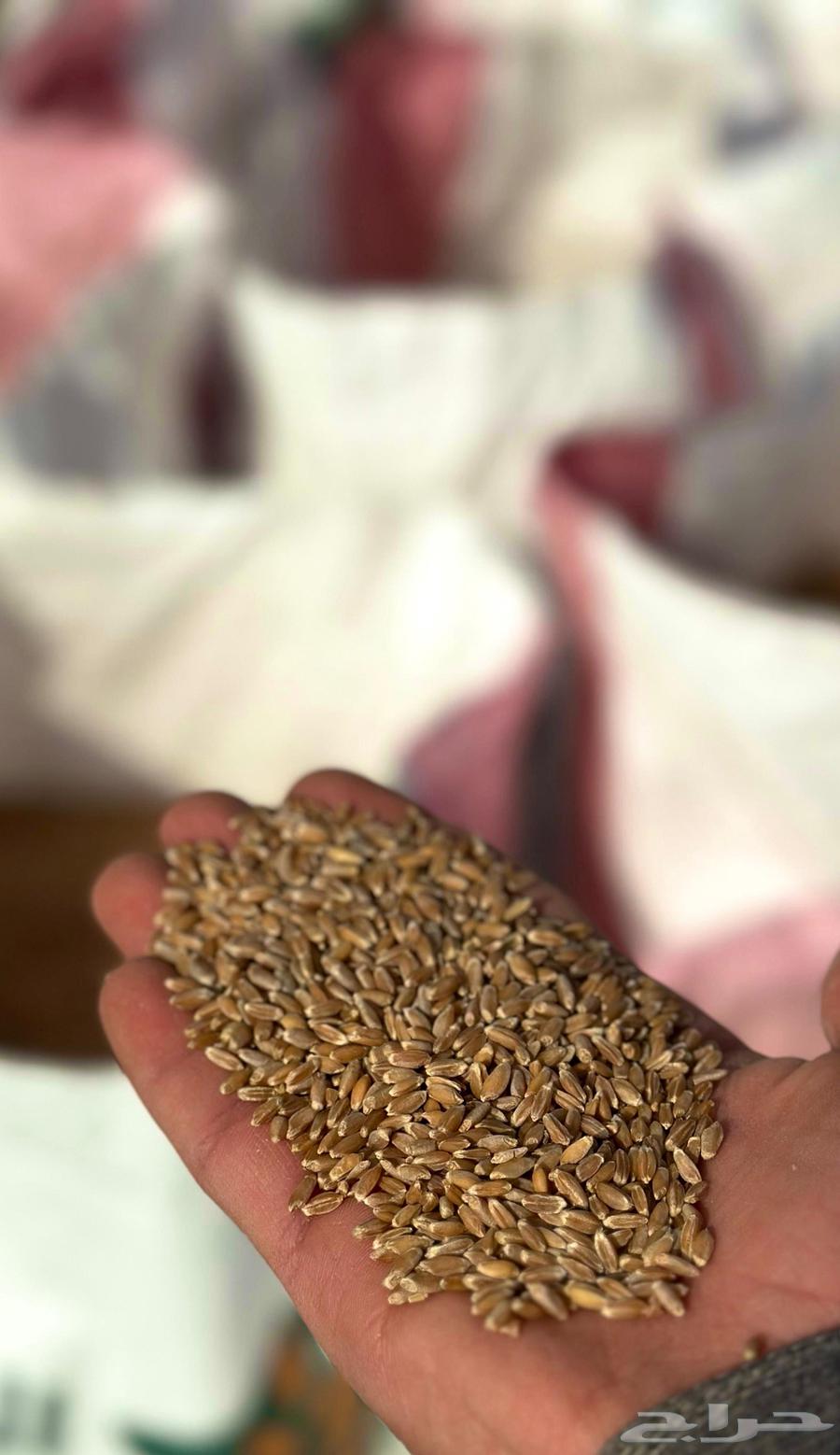 Wheat (bread) Morgant - Al-Fawara without chemicals630188971544351118