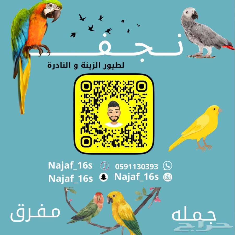 فروخ كوكاتو ترايتون63018432121089111