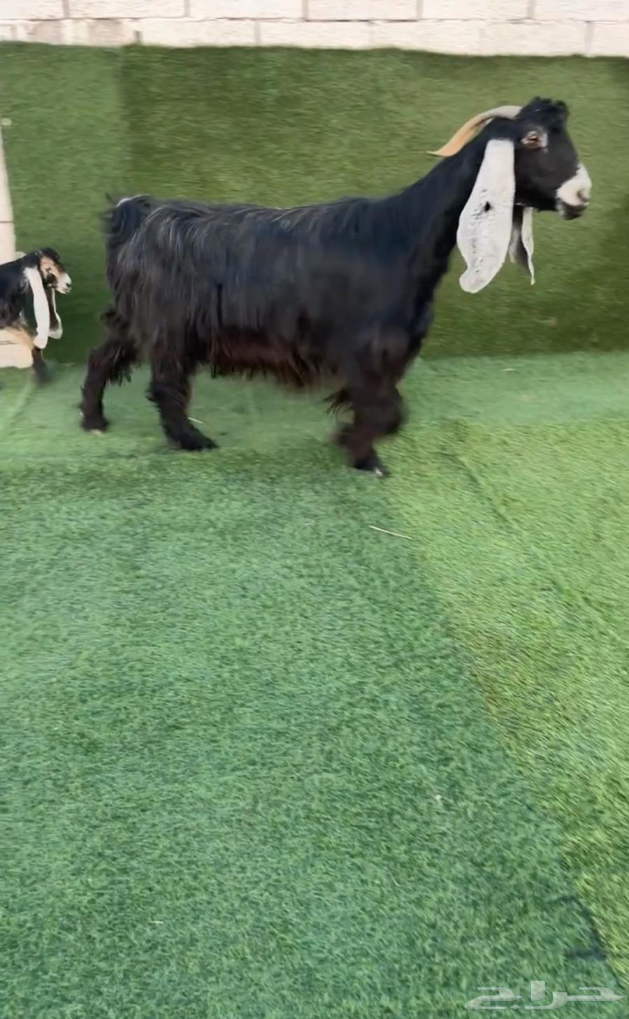 Occasional goat resistant to two types of worms has been sold63018415833730111