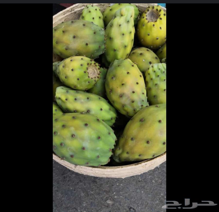 برشوم للاجار الموسم كامل630184157303061111