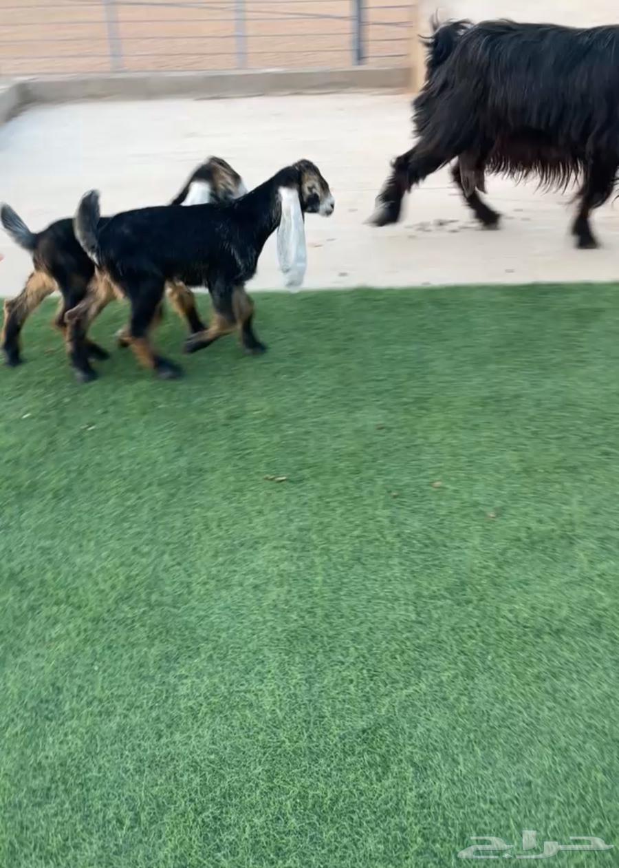 Occasional goat resistant to two types of worms has been sold63018415833730112