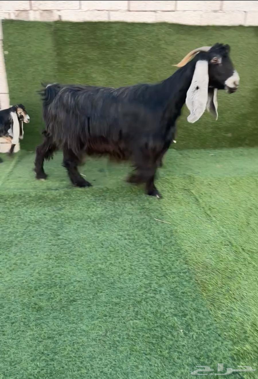 Occasional goat resistant to two types of worms has been sold630184158337301128