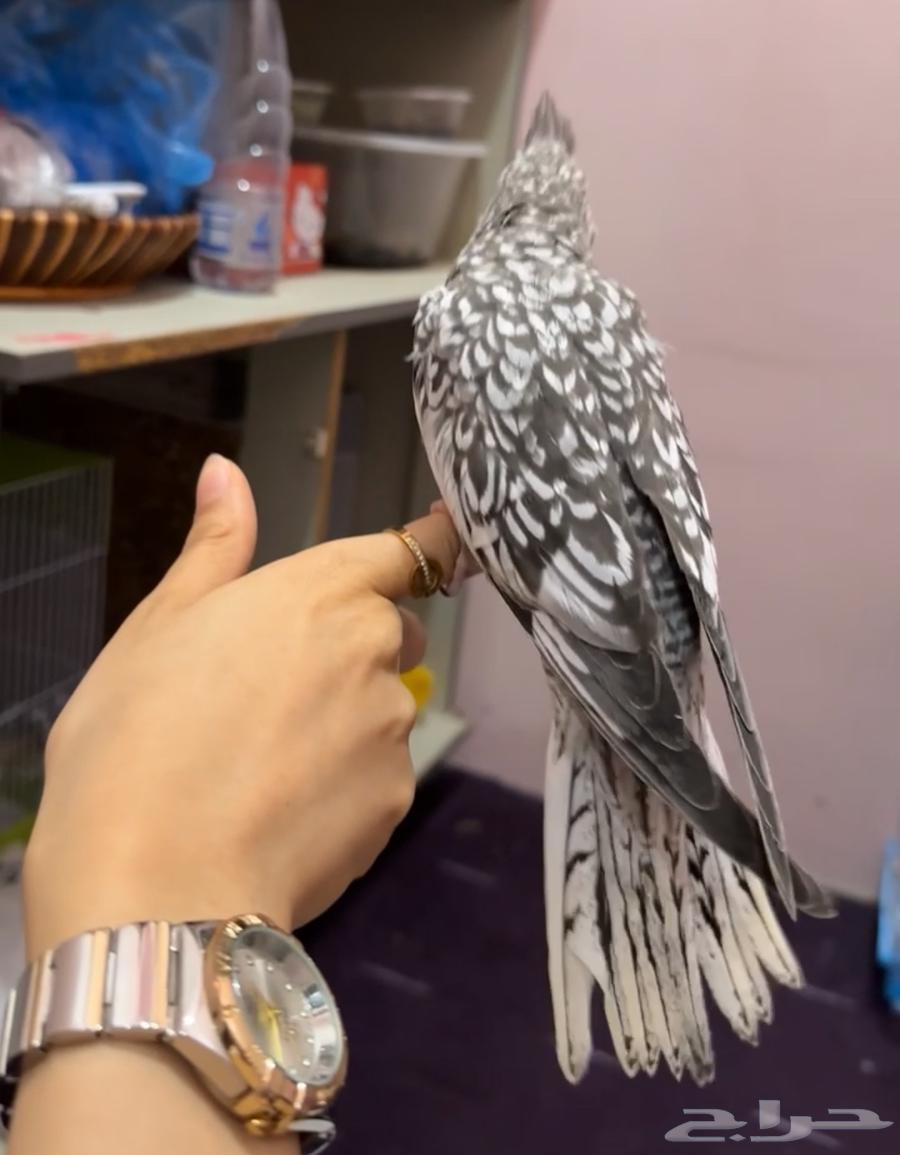 كروانات نهايه غر للبيع63018421050113113