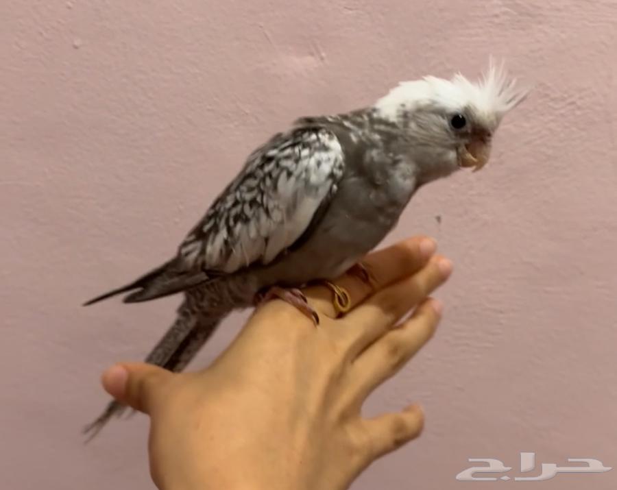 كروانات نهايه غر للبيع63018421050113114