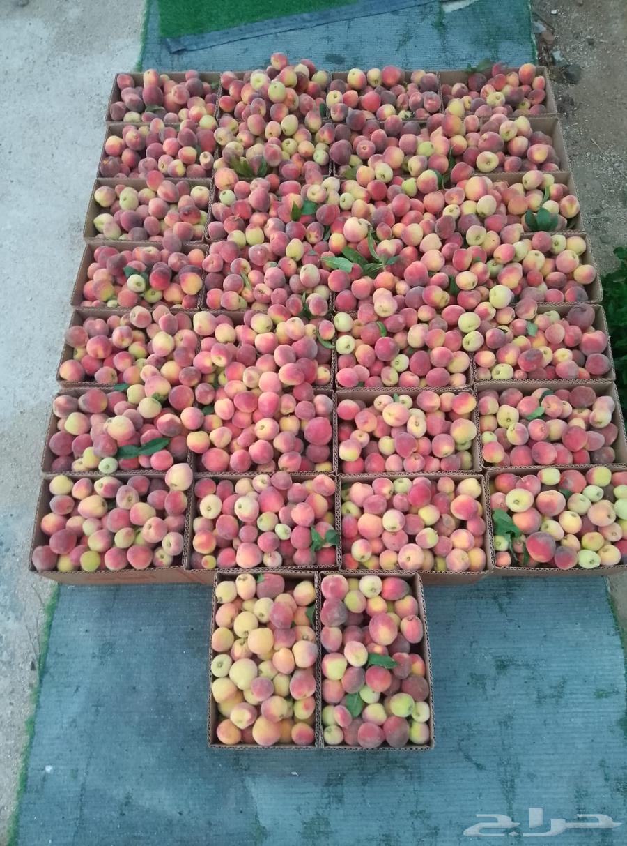 52 clean peach cartoon on the condition63018415761794111
