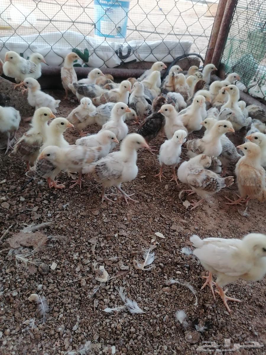 صوص دجاج بلدي63021109721217111