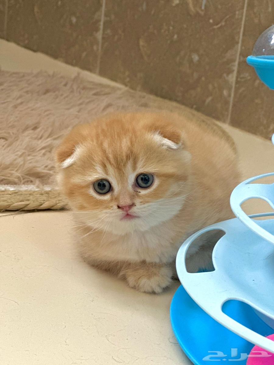 Kittens for sale63020230278914119