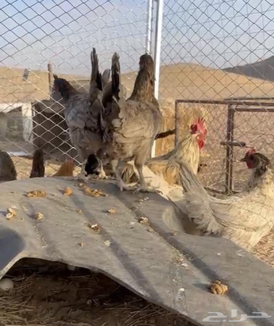 دجاج للبيع63018852066819114