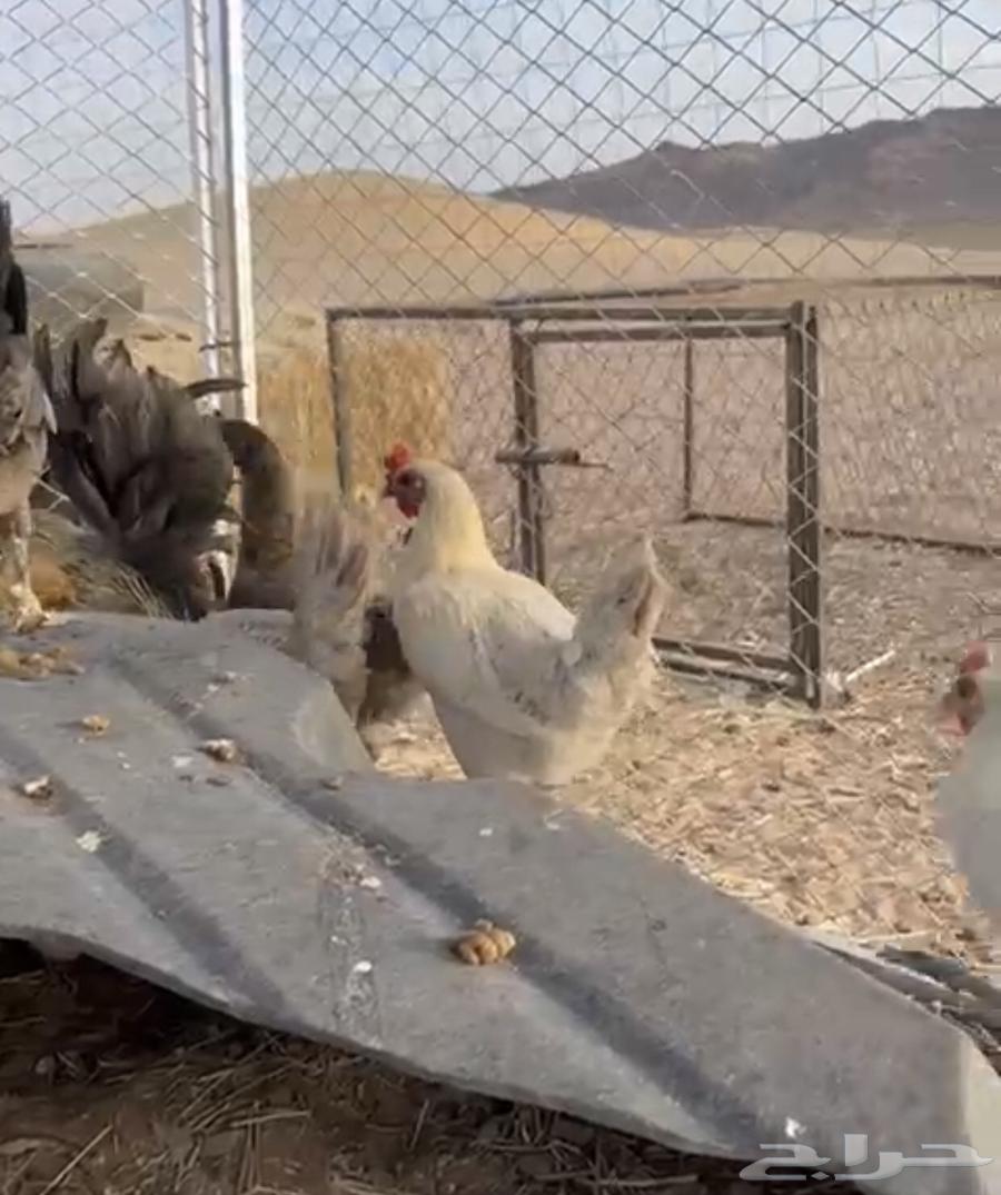 دجاج للبيع63018852066819111