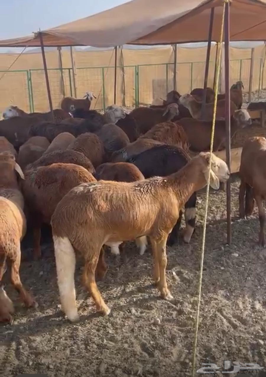 غنم طليان سواكني حمريات63017971105922112