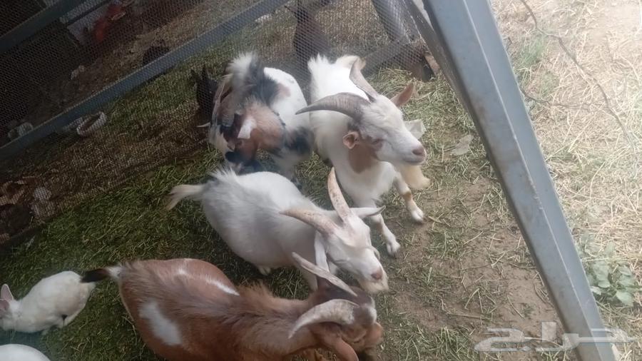 Dwarf goats for sale. Reason for sale: we moved to another city.63018394390274111