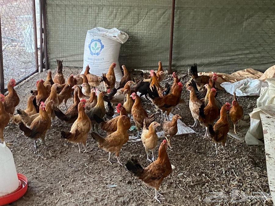 Most chickens are good for everyone.63019354880641112