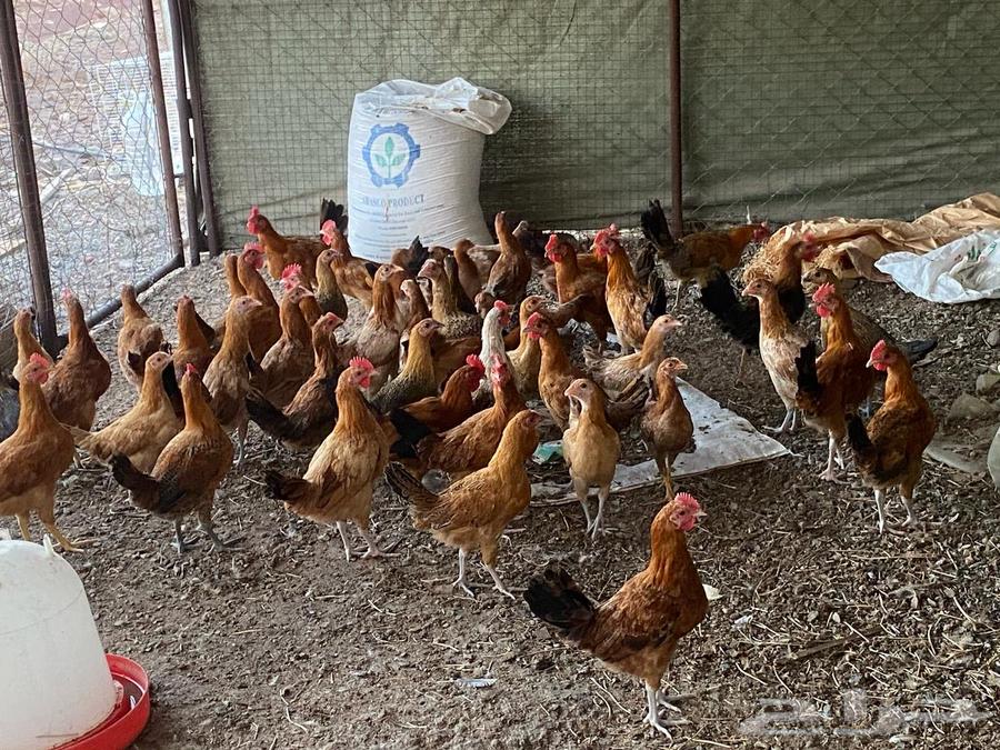 Most chickens are good for everyone.63019354880641113