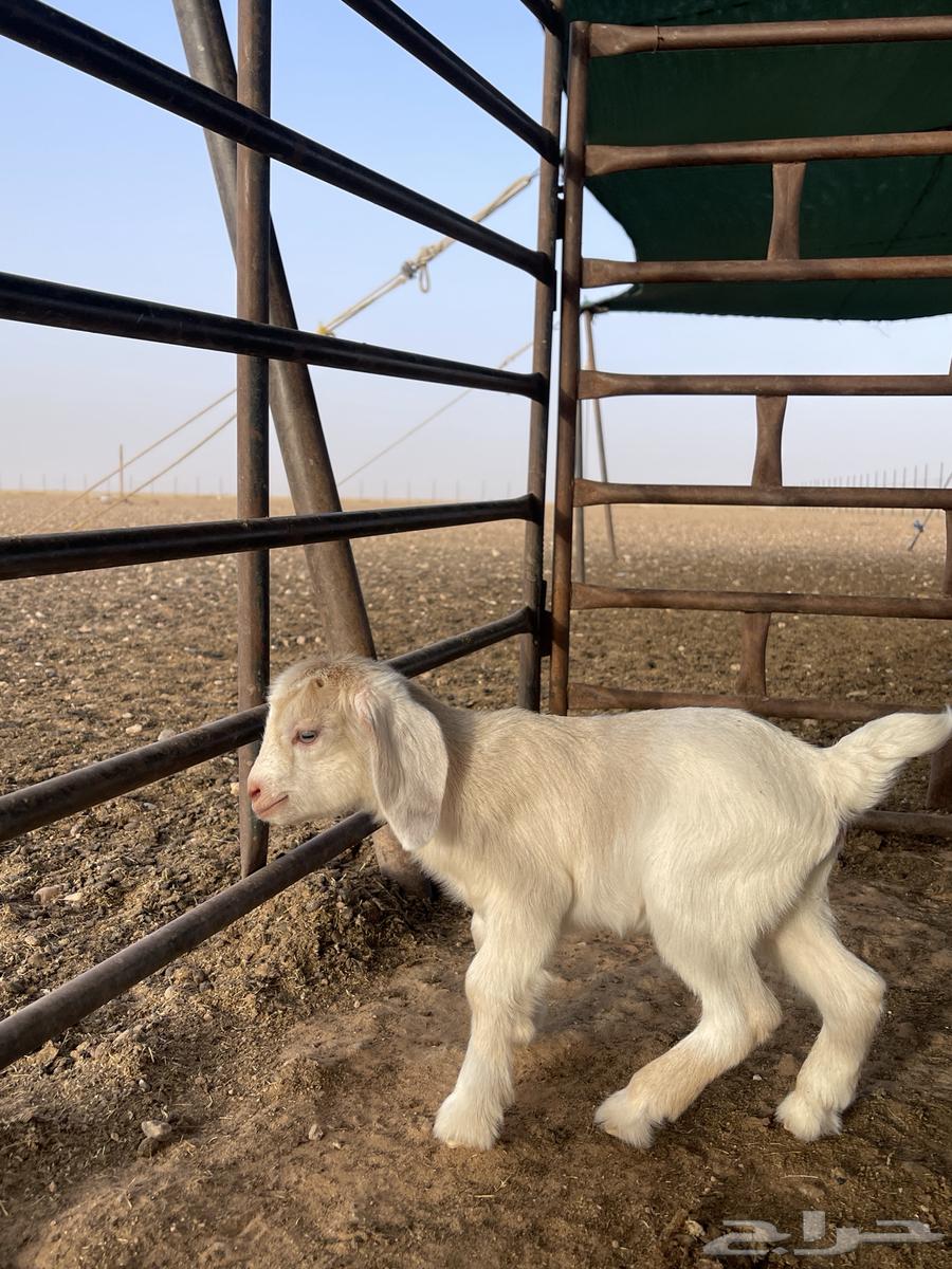 جفره قزميه63019773325570113