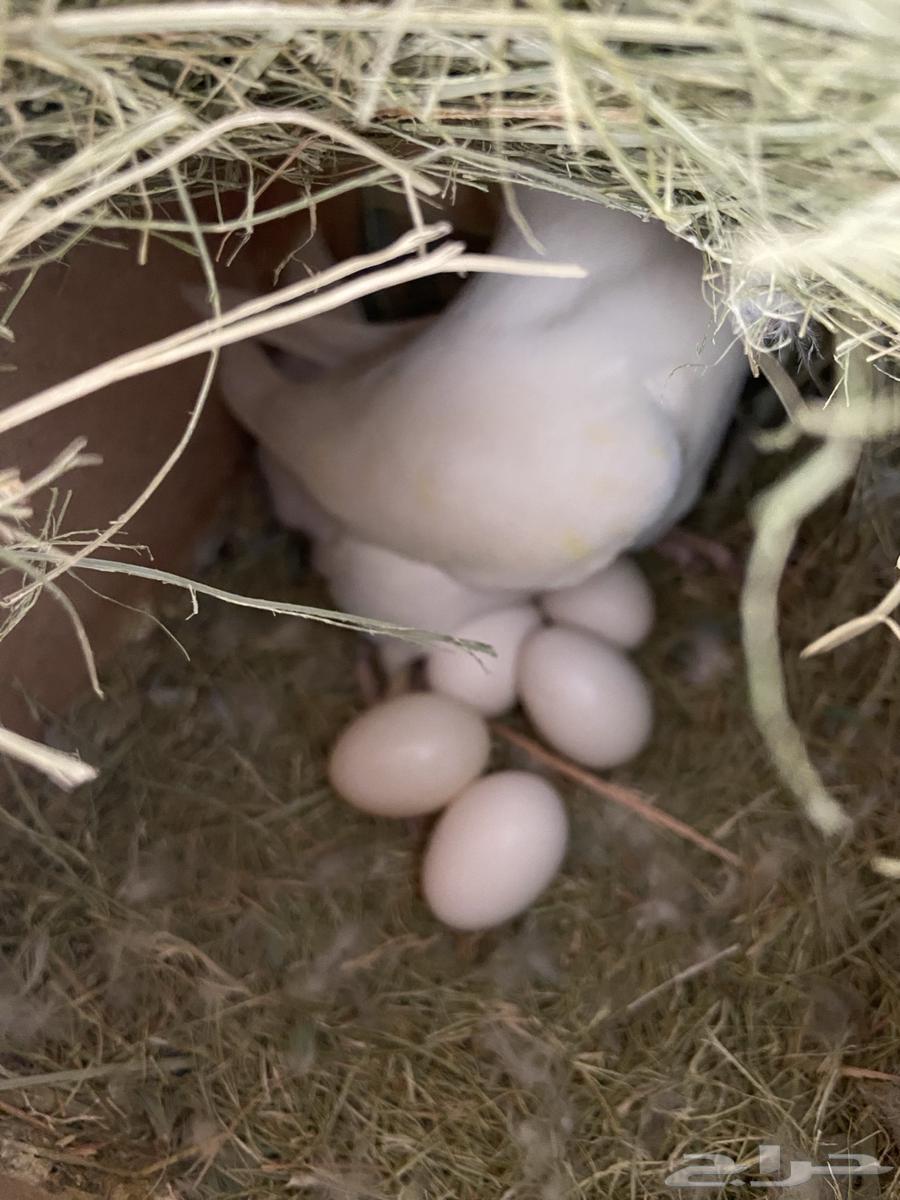 ازواج روز63019792083713113