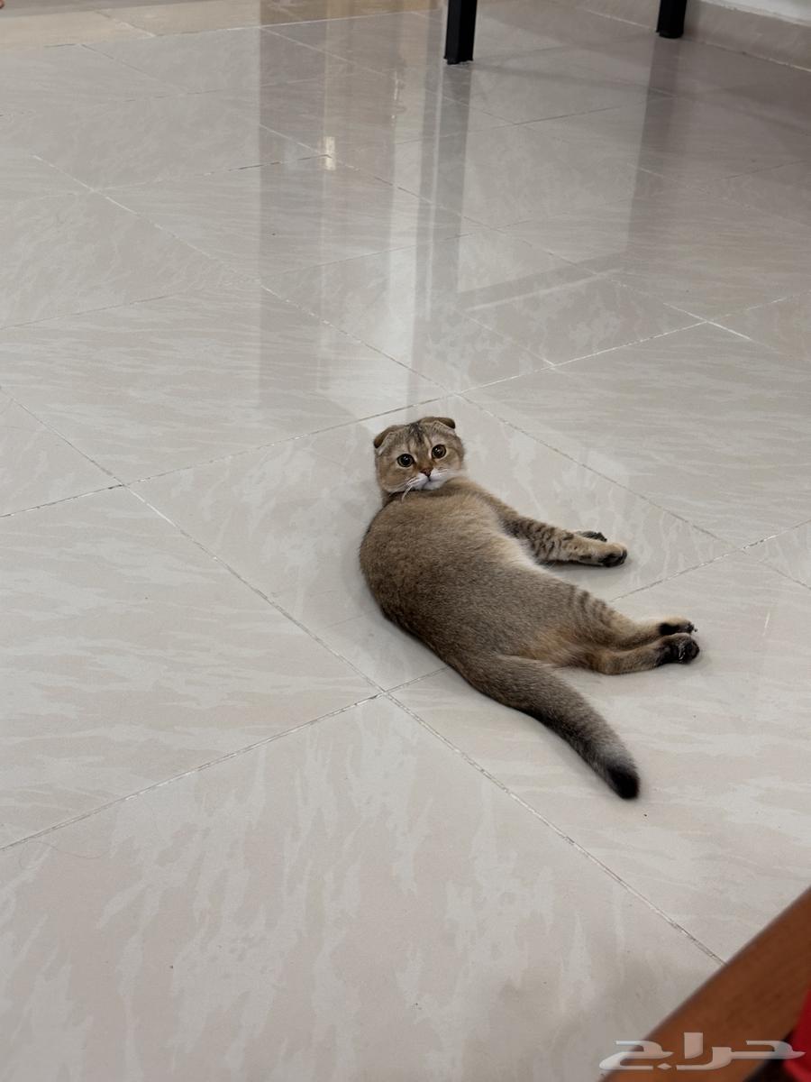 قطط سكوتش للبيع فولد وستريت630206833103391114