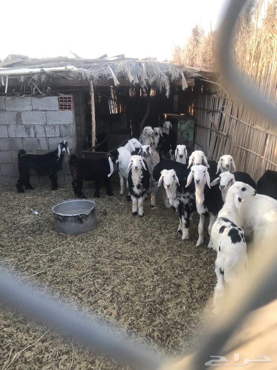 طليان حريات ونجد63470695486978113