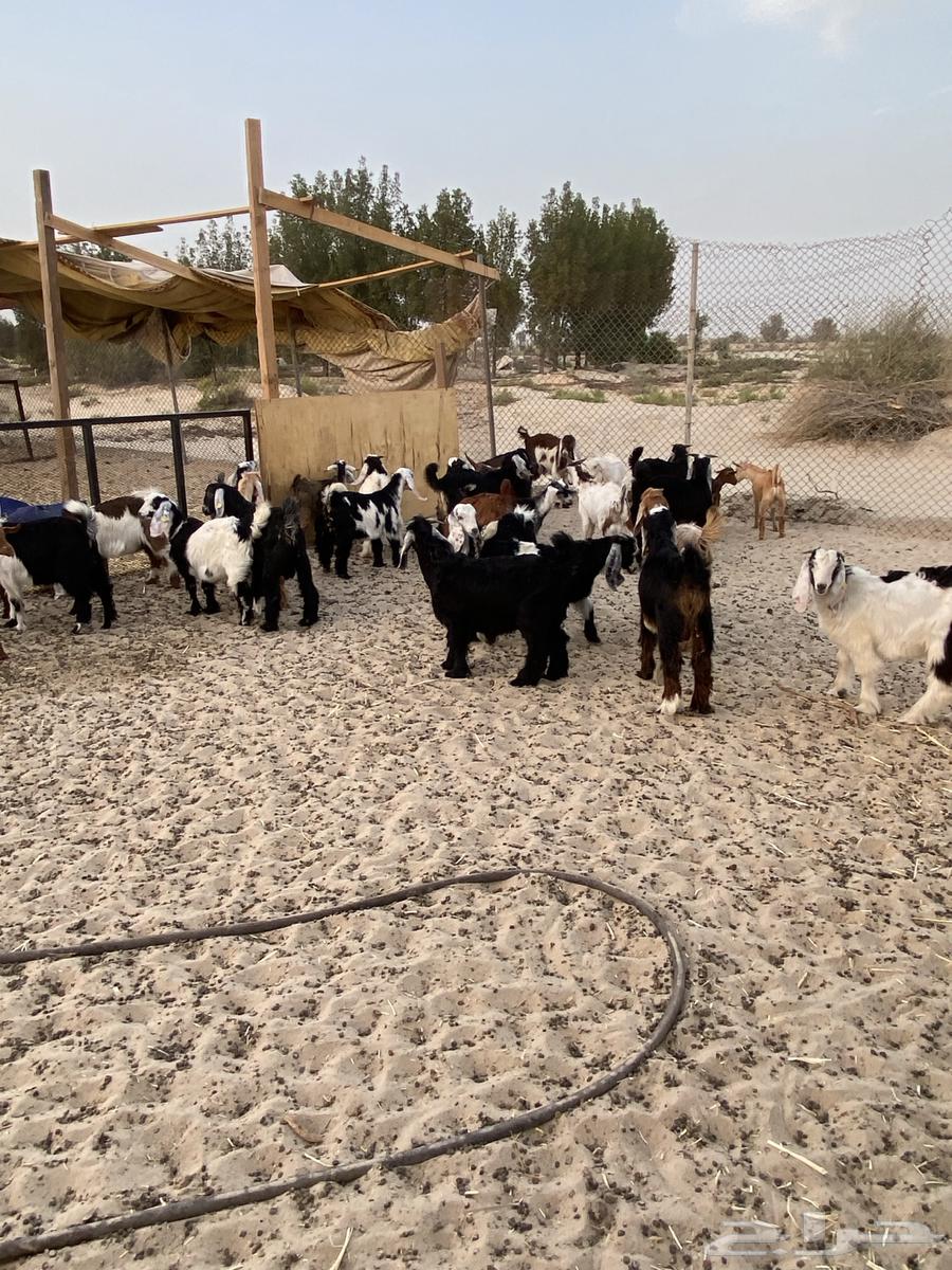 ذبايح للبيع تيوس عوارض وجنوبيات جفار634707266709771113