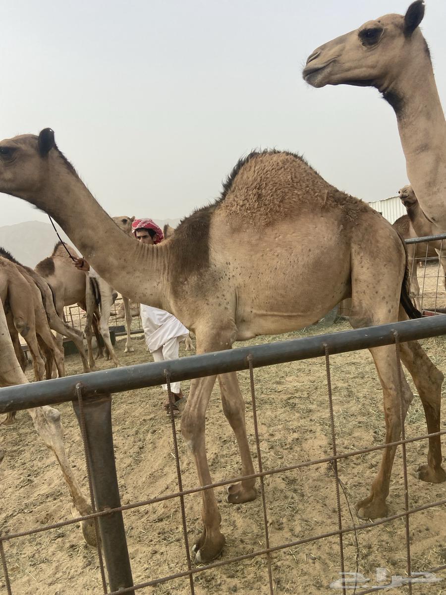 قعدان كفو للبيع تصلح زواجات ومبادي بسعر مناسب63019307522051114