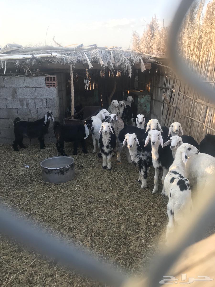 طليان حريات ونجد63470695486978112