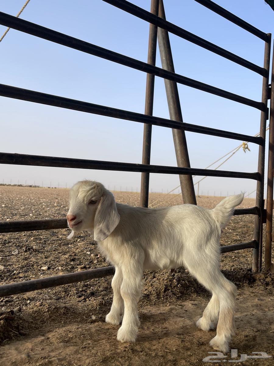 جفره قزميه63019773325570114