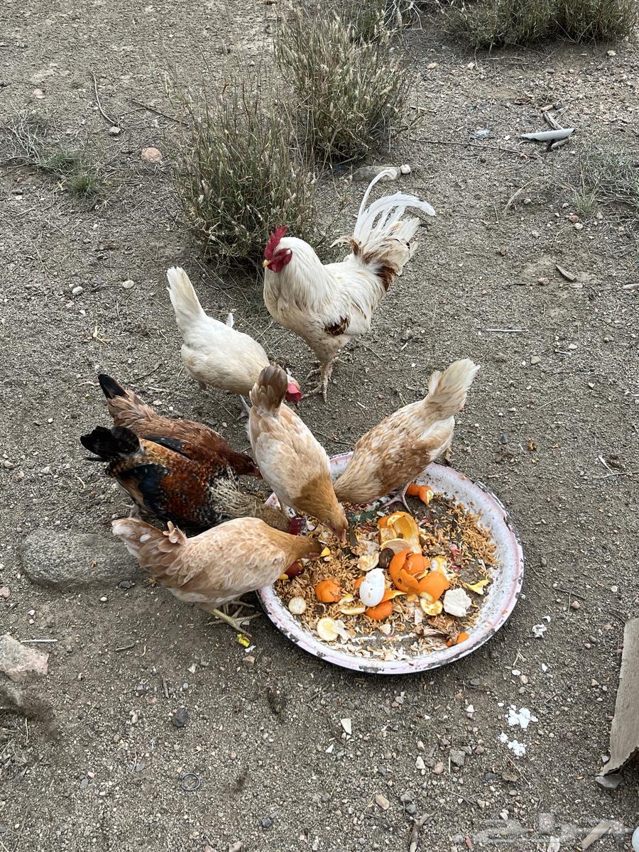 Chicken for sale, quantity 8630188630682891113