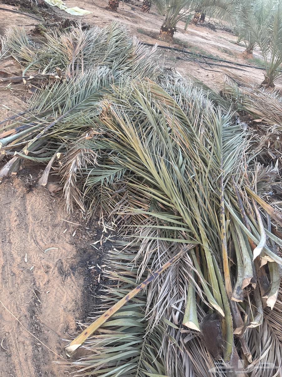 Date palm fronds630183996730891120
