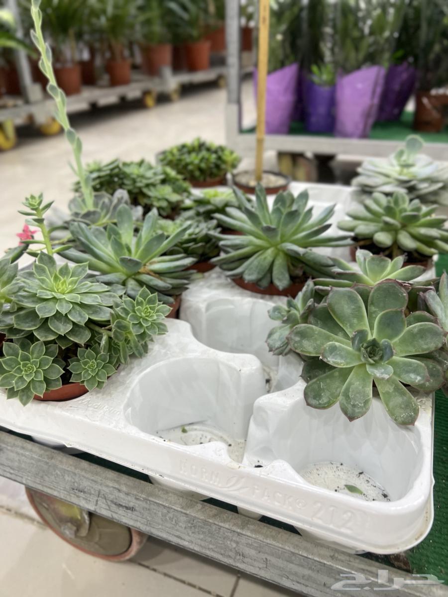 أشجار ظل داخلية طبيعية   للمنازل والمكاتب63018846967810112