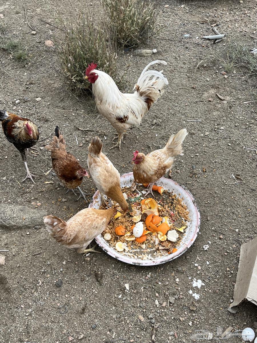 Chicken for sale, quantity 863018863068289111