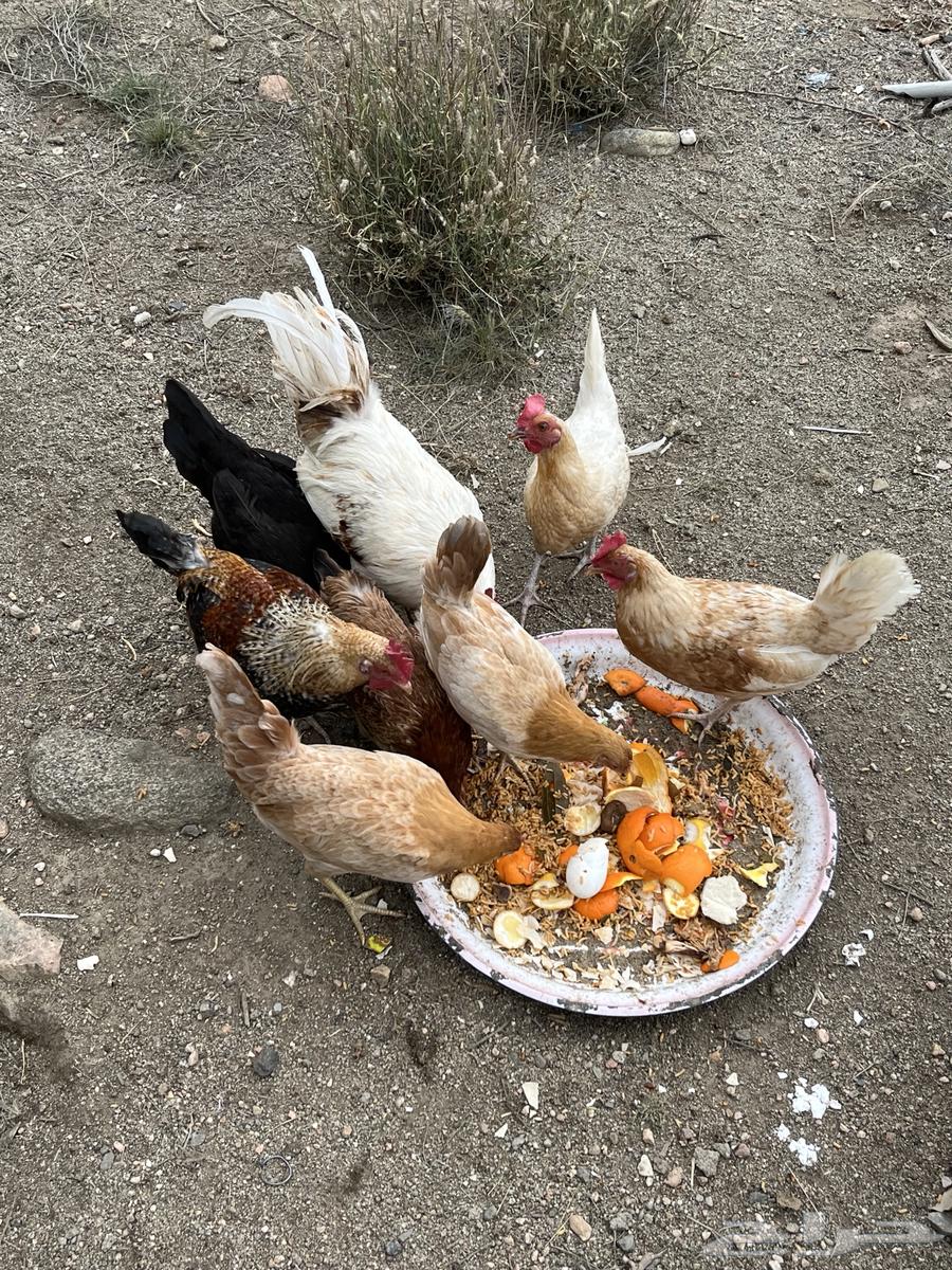 Chicken for sale, quantity 863018863068289112