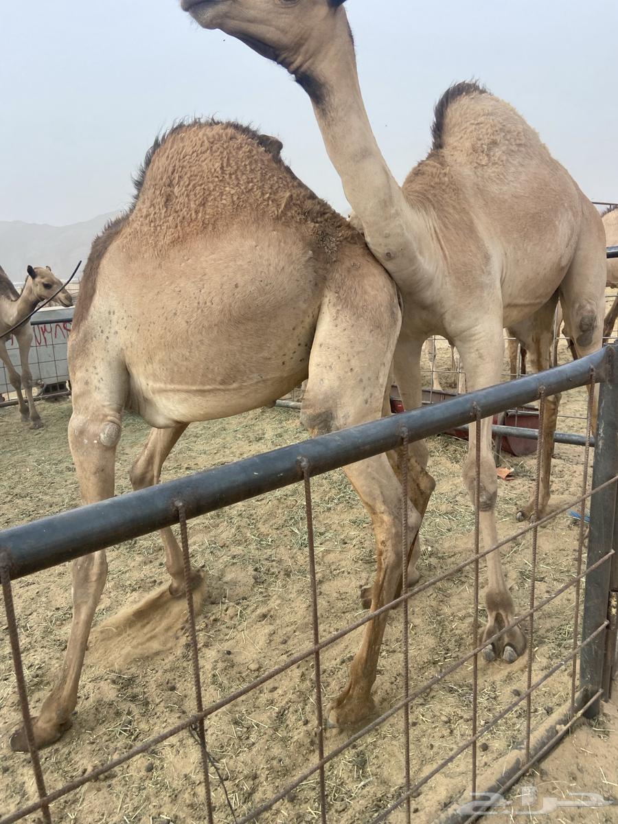 قعدان كفو للبيع تصلح زواجات ومبادي بسعر مناسب63019307522051112