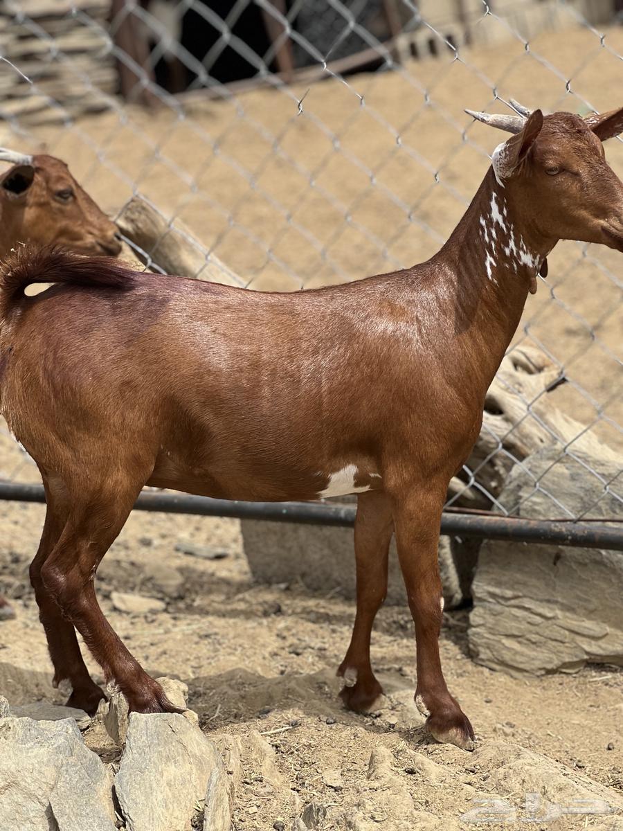 Jafar establishment mareh with stallion sold sold sold63019307835265112