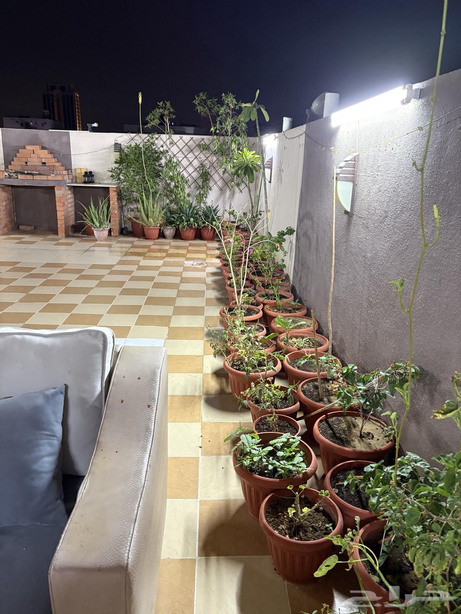 زرع63020264303745113