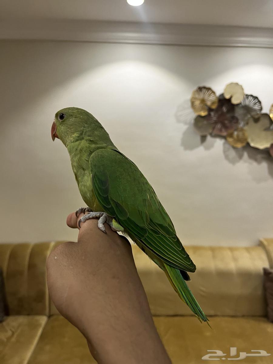 ببغاء دره هدد اليف نشبه معى محقات مجانا63018432519938112