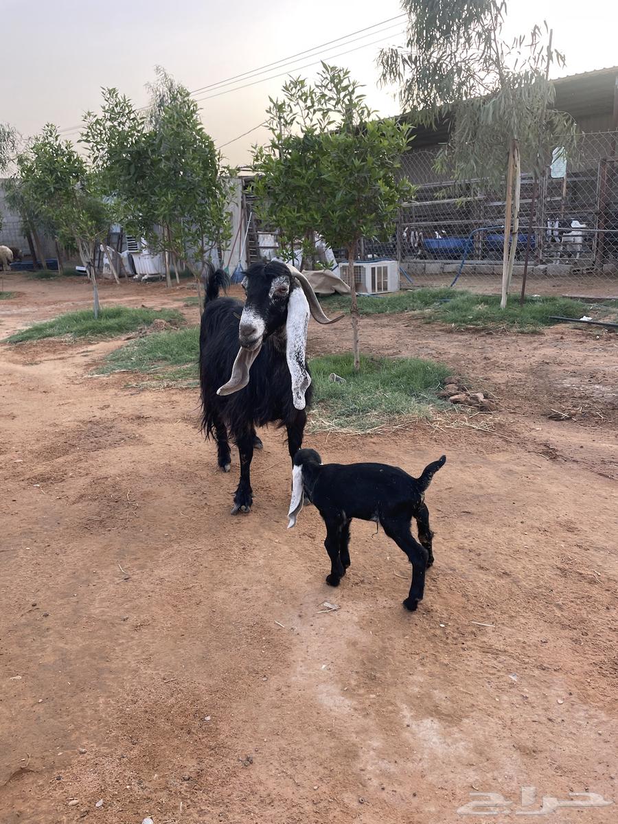 عنز عارضيه والد63018415298051112