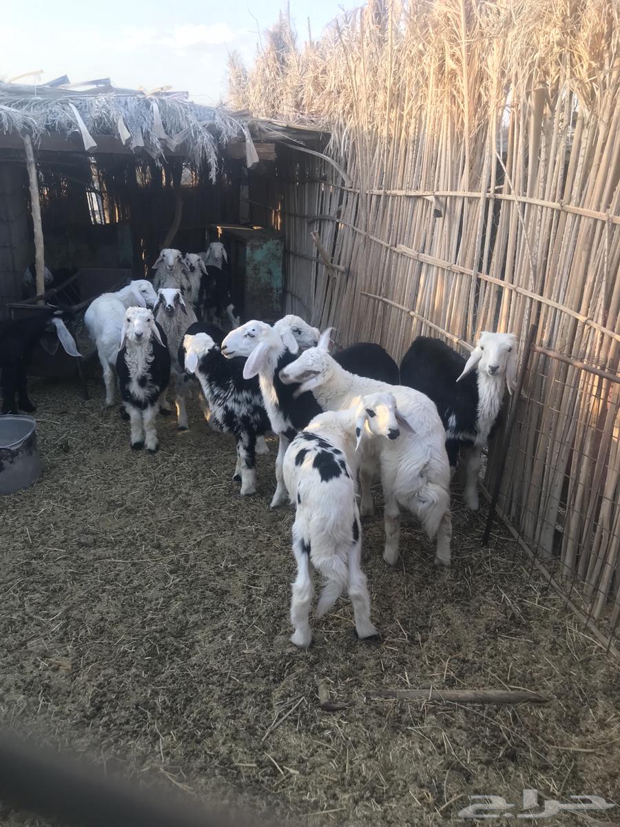 طليان حريات ونجد63470695486978114