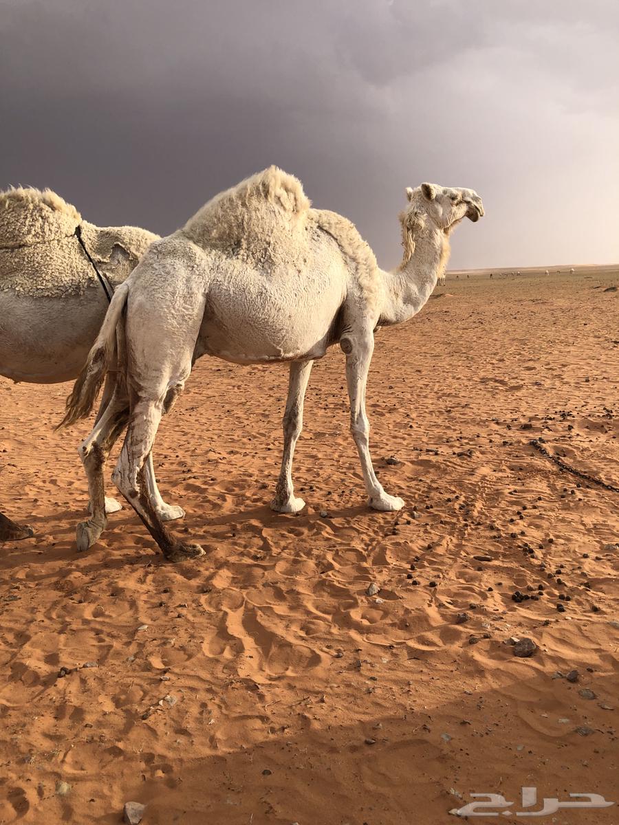 ناقة لقحة630179495383071128