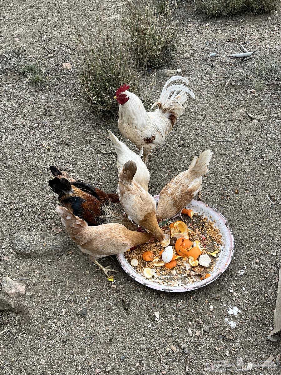 Chicken for sale, quantity 863018863068289113