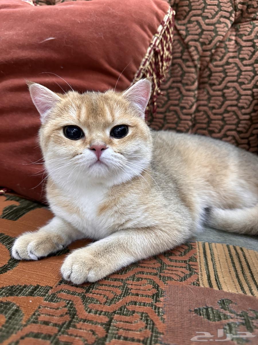 قطط سكوتش للبيع فولد وستريت63020683310339111