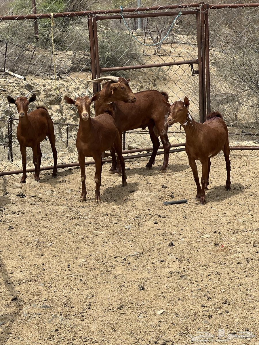 Jafar establishment mareh with stallion sold sold sold63019307835265113