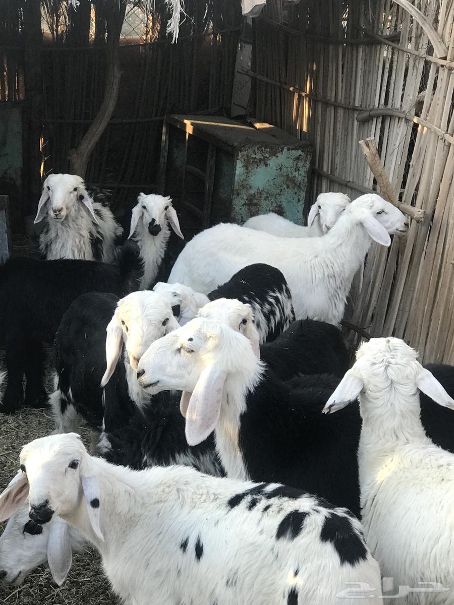 طليان حريات ونجد634706954869781115