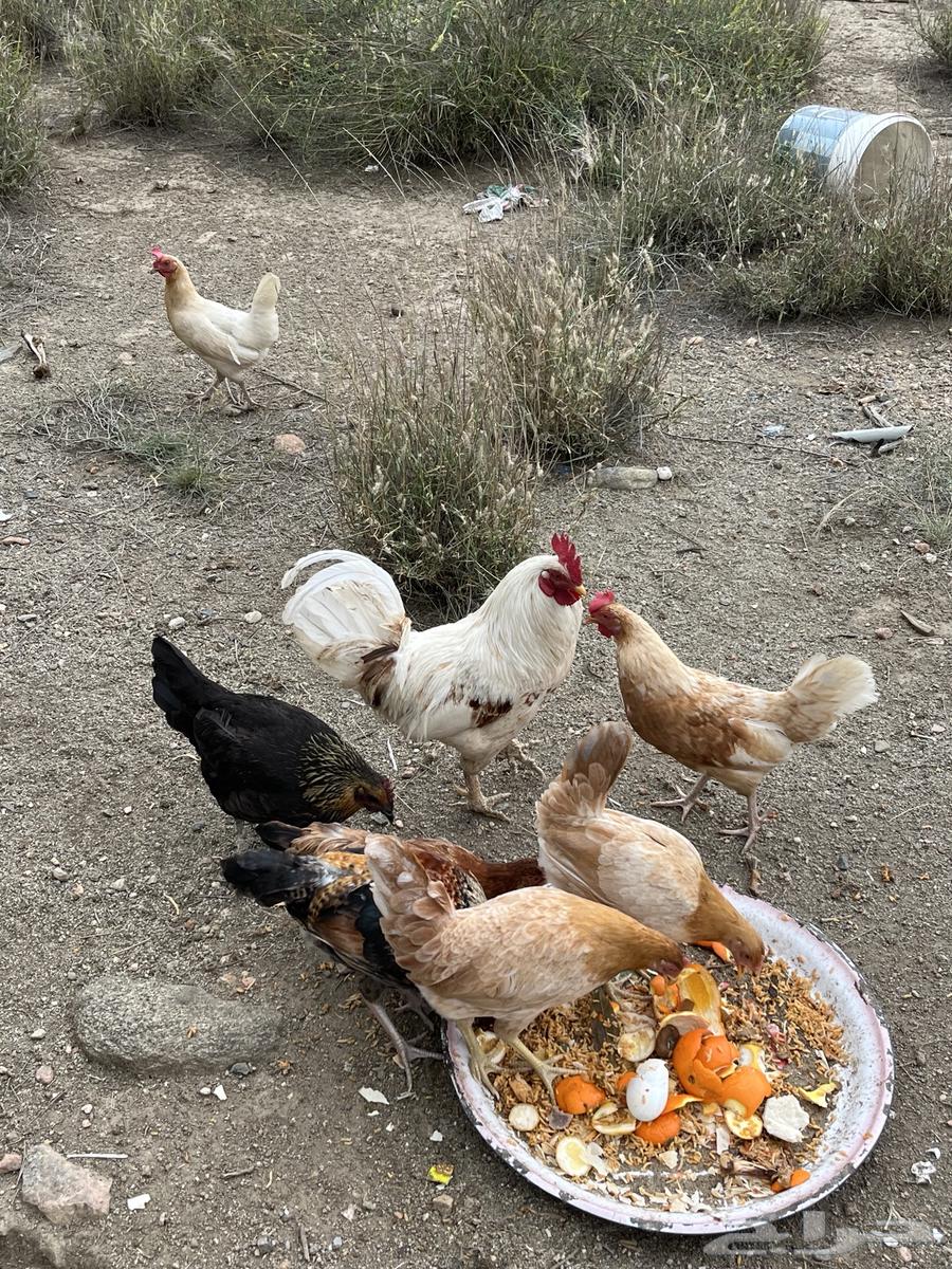 Chicken for sale, quantity 863018863068289114