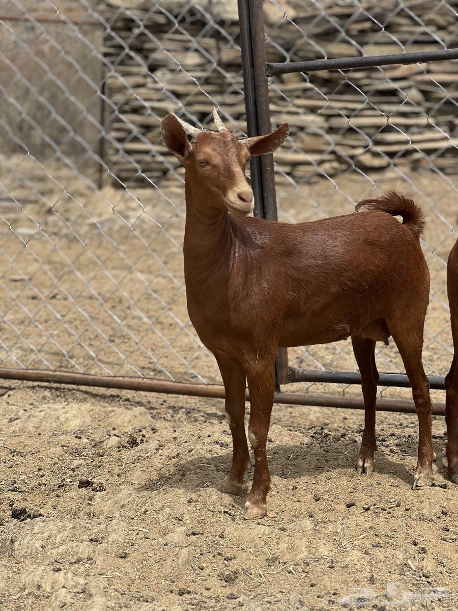 Jafar establishment mareh with stallion sold sold sold63019307835265111