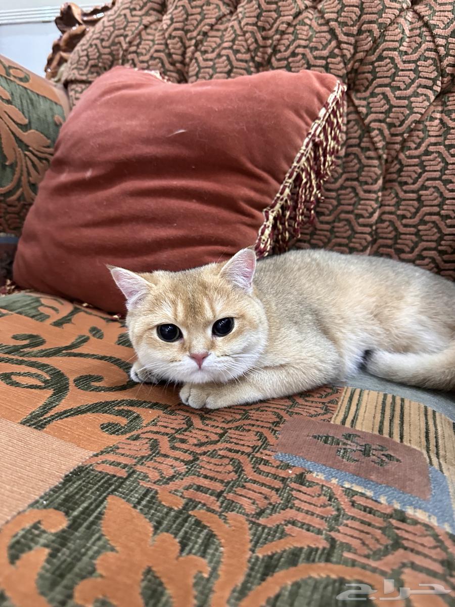 قطط سكوتش للبيع فولد وستريت63020683310339113