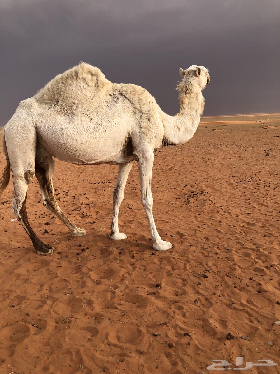 ناقة لقحة63017949538307111