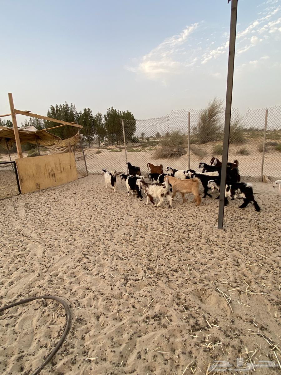 ذبايح للبيع تيوس عوارض وجنوبيات جفار63470726670977112
